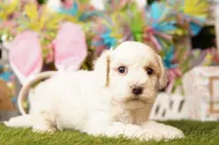COLUMBIA, a male Bichpoo for sale in Lake Mills, IA – Photo 2 of 3