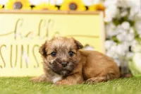 TAX, a male Morkie for sale in Lake Mills, IA – 3 of 3