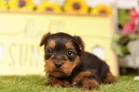 FREEDOM, a male Yorkshire Terrier for sale in Lake Mills, IA – 1 of 3