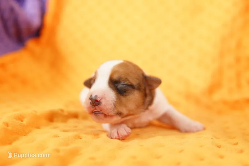 MICHIGAN – Jack Russell Terrier puppy for sale in Lake Mills, IA