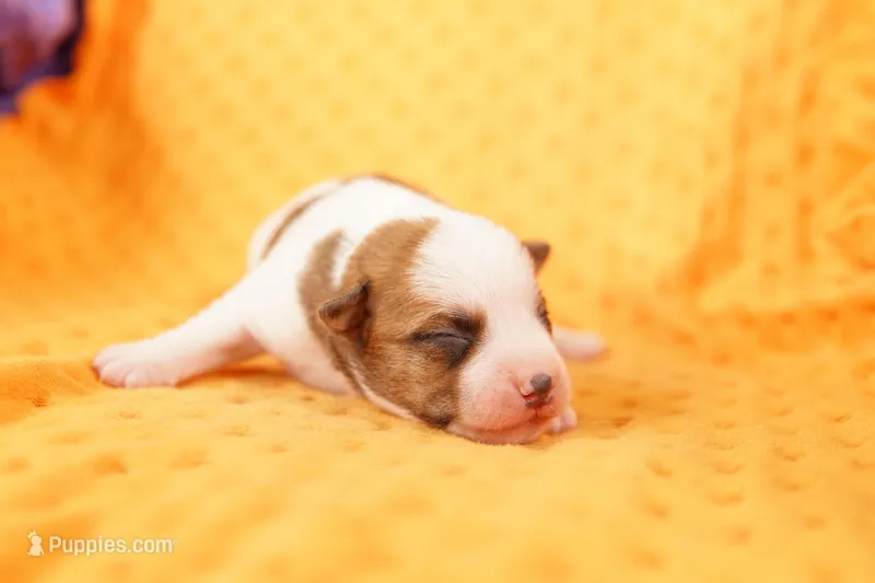 ERIE – Jack Russell Terrier puppy for sale in Lake Mills, IA