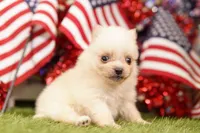 GLASS, a male Pomeranian for sale in Lake Mills, IA – 3 of 5