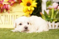 CHAPSTICK, a male Schnoodle and Maltese for sale in Lake Mills, IA – Photo 3 of 3