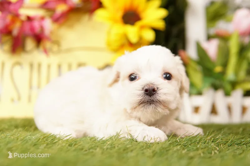 CHAPSTICK – Schnoodle, Maltese puppy for sale in Lake Mills, IA