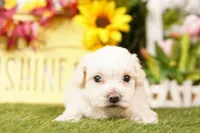 CHAPSTICK, a male Schnoodle and Maltese for sale in Lake Mills, IA – Photo 2 of 3