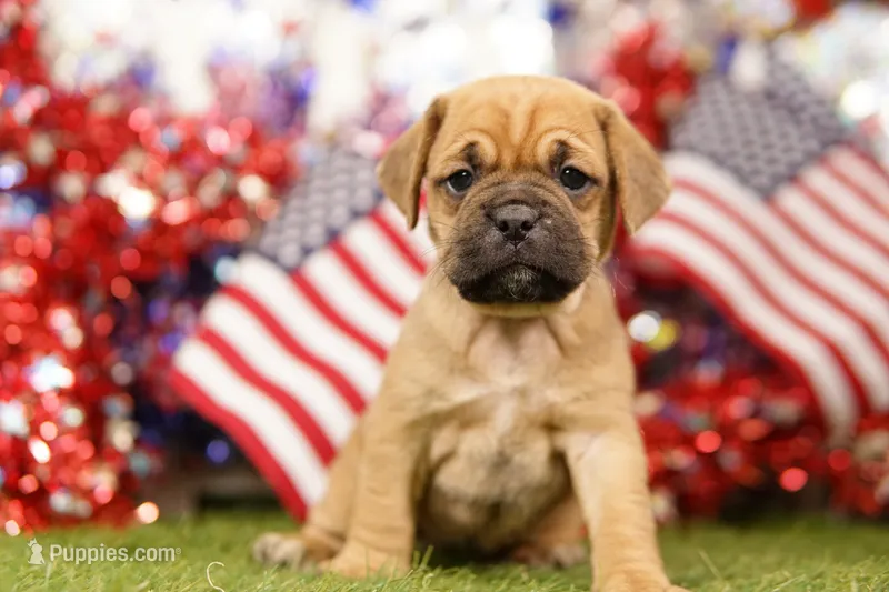 ALTER – Puggle puppy for sale in Lake Mills, IA