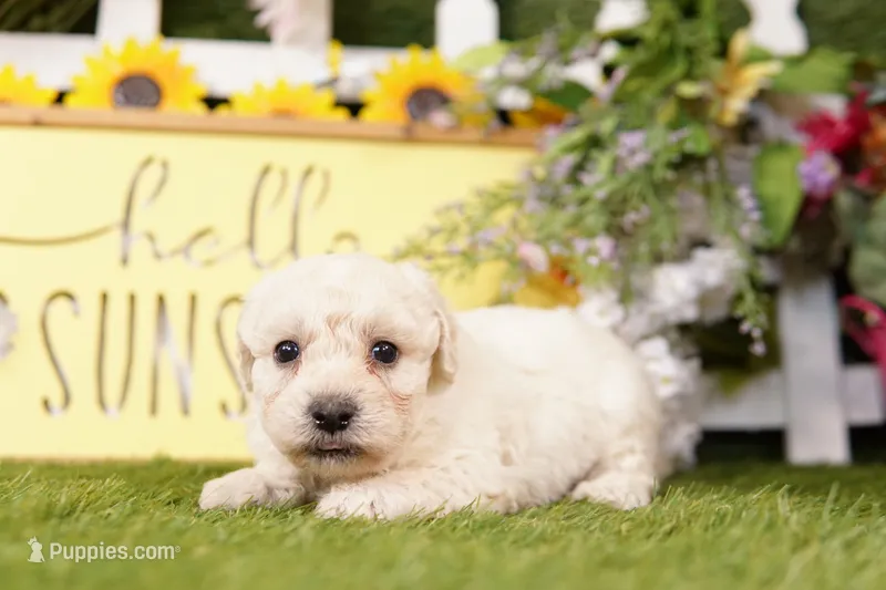 BARNEY – Schnoodle puppy for sale in Lake Mills, IA