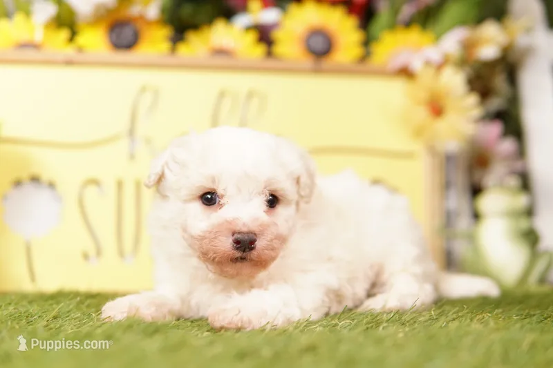 SIBERIA – Bichon Frise puppy for sale in Lake Mills, IA