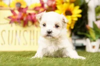 SNOW, a male Maltese for sale in Lake Mills, IA – 3 of 4