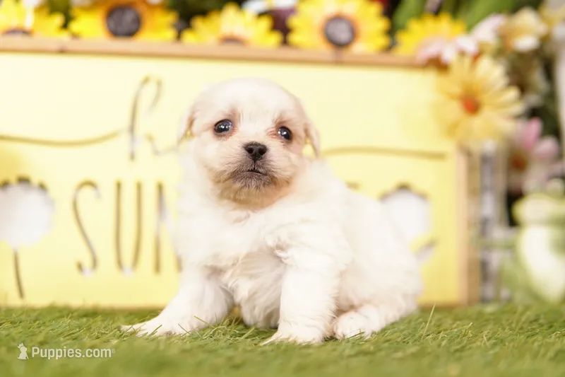 TISKET – Peekapoo puppy for sale in Lake Mills, IA
