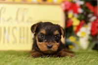 NUCLEUS, a female Yorkshire Terrier for sale in Lake Mills, IA – 2 of 3