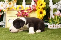 HATCHBACK, a male Old English Sheepdog and Great Dane for sale in Lake Mills, IA – Photo 2 of 3