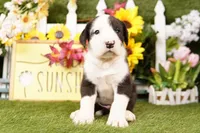 HATCHBACK, a male Old English Sheepdog and Great Dane for sale in Lake Mills, IA – Photo 1 of 3