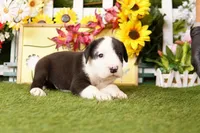 HATCHBACK, a male Old English Sheepdog and Great Dane for sale in Lake Mills, IA – Photo 3 of 3