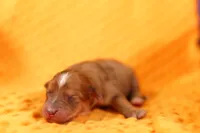 HANG GLIDER, a male Aussiedoodle for sale in Lake Mills, IA – 3 of 4