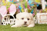 TITI-YADI, a female Pomeranian and Shih Tzu for sale in Lake Mills, IA – Photo 2 of 3