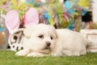 TITI-YADI, a female Pomeranian and Shih Tzu for sale in Lake Mills, IA – Photo 3 of 3