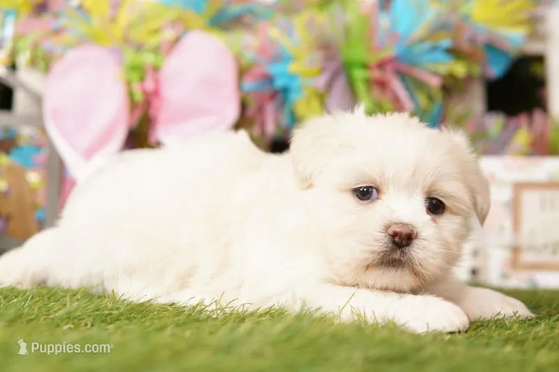 TITI-YADI – Pomeranian, Shih Tzu puppy for sale in Lake Mills, IA