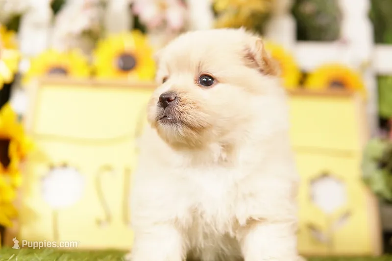 VISION – Pomeranian, Shih Tzu puppy for sale in Lake Mills, IA