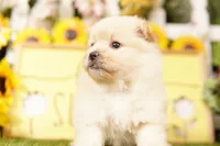 VISION, a male Pomeranian and Shih Tzu for sale in Lake Mills, IA – 1 of 3
