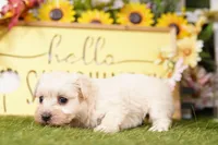 BETTY, a female Maltipoo for sale in Lake Mills, IA – Photo 2 of 3