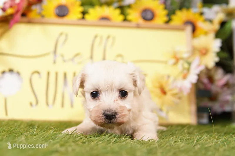 BETTY – Maltipoo puppy for sale in Lake Mills, IA