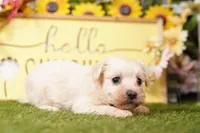 BETTY, a female Maltipoo for sale in Lake Mills, IA – Photo 3 of 3