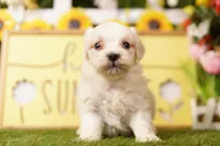 PRINCE, a male Maltipoo for sale in Lake Mills, IA – 1 of 3