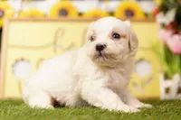 PRINCE, a male Maltipoo for sale in Lake Mills, IA – 3 of 3