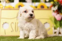 PRINCE, a male Maltipoo for sale in Lake Mills, IA – 2 of 3