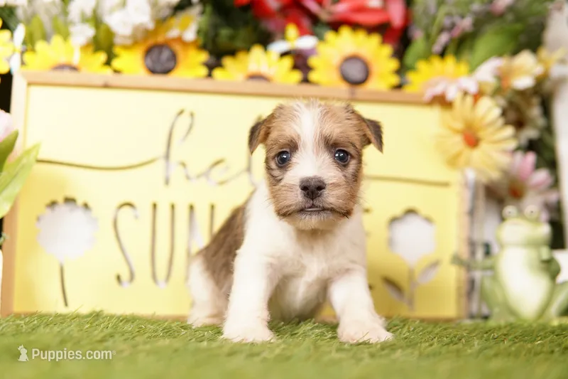 SUPERIOR – Jack Russell Terrier puppy for sale in Lake Mills, IA
