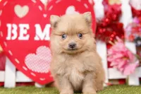 MELT, a male Pomeranian for sale in Lake Mills, IA – Photo 4 of 5