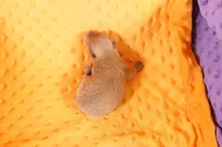 MELT, a male Pomeranian for sale in Lake Mills, IA – Photo 3 of 5