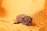 MELT, a male Pomeranian for sale in Lake Mills, IA – Photo 2 of 5