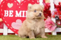 MELT, a male Pomeranian for sale in Lake Mills, IA – Photo 5 of 5