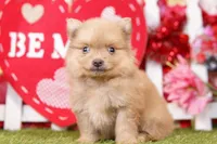 MELT, a male Pomeranian for sale in Lake Mills, IA – Photo 1 of 5