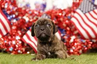 REFORM, a female Puggle for sale in Lake Mills, IA – 3 of 3