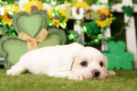 CAN, a male Cockapoo for sale in Lake Mills, IA – Photo 1 of 3