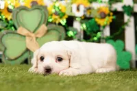 CAN, a male Cockapoo for sale in Lake Mills, IA – Photo 2 of 3