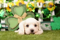 CAN, a male Cockapoo for sale in Lake Mills, IA – Photo 3 of 3