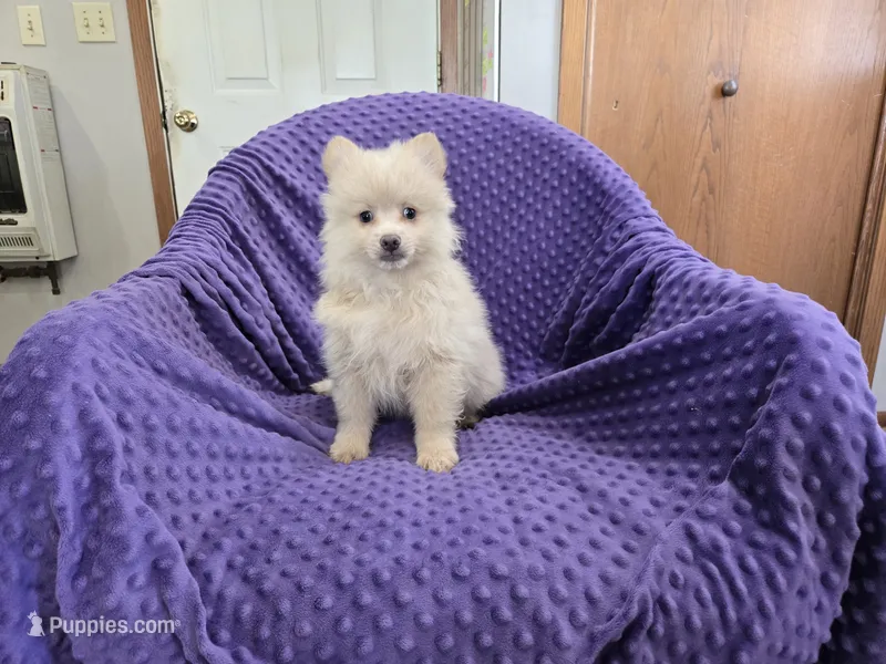 DISH – Pomeranian puppy for sale in Lake Mills, IA