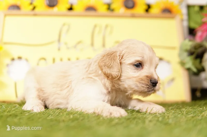 NEPHEW – French Bulldog, Cocker Spaniel puppy for sale in Lake Mills, IA