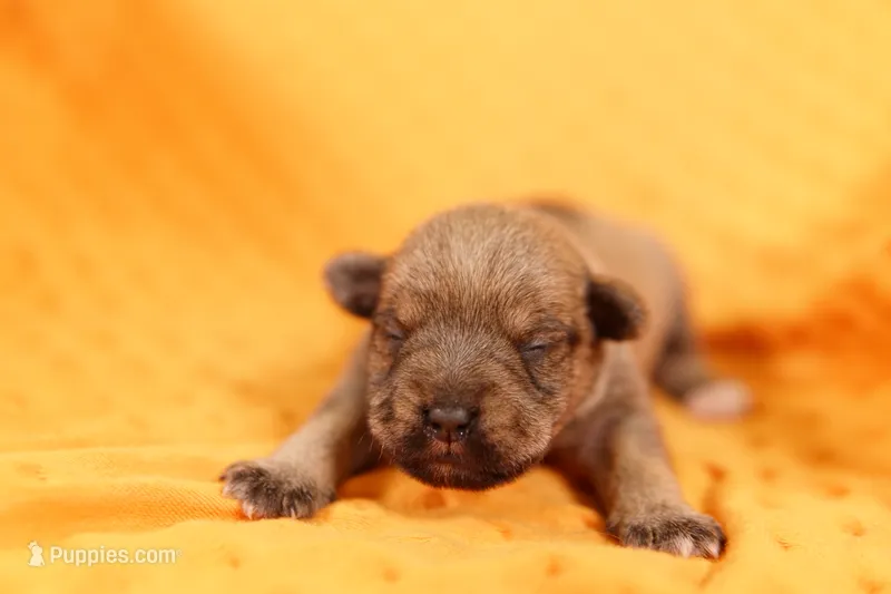 AWL – Miniature Schnauzer puppy for sale in Lake Mills, IA
