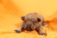 AWL, a male Miniature Schnauzer for sale in Lake Mills, IA – 1 of 2