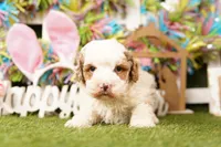 OBTUSE, a male Bichpoo for sale in Lake Mills, IA – Photo 2 of 3