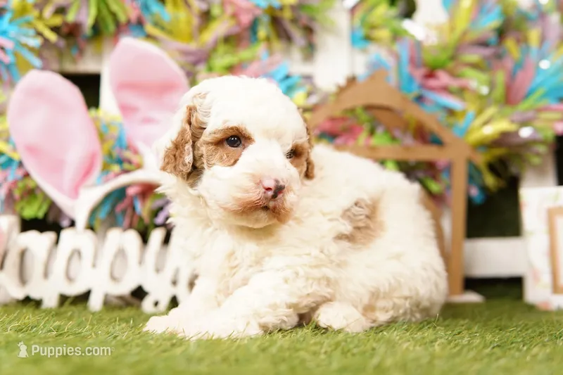 OBTUSE – Bichpoo puppy for sale in Lake Mills, IA