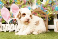 OBTUSE, a male Bichpoo for sale in Lake Mills, IA – Photo 1 of 3
