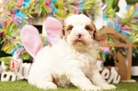 OBTUSE, a male Bichpoo for sale in Lake Mills, IA – Photo 3 of 3