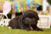 HAVARTI, a female Cavalier King Charles Spaniel and Shichon for sale in Lake Mills, IA – Photo 3 of 3