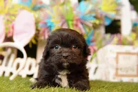 HAVARTI, a female Cavalier King Charles Spaniel and Shichon for sale in Lake Mills, IA – Photo 1 of 3